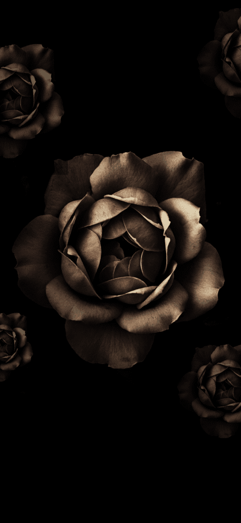 black rose wallpaper hd